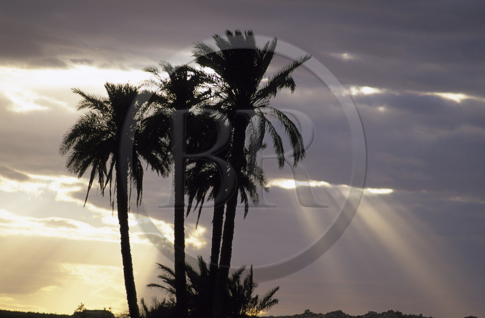 Tunisie, sud tunisien, palmiers au soleil couchant