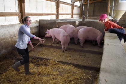 France, Ardeche, parc naturel regional des Monts d'Ardeche (Regional natural reserve of the Mounts of Ardeche), Mezenc Massif, Lac d'Issarles, Ferme de La Louvèche, farmer Stéphanie Coquart and her daughter take care of the pigs in the pigsty
