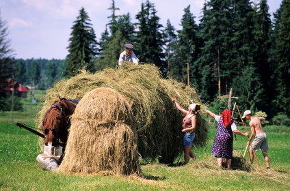 Pologne, Petite Pologne, famille de paysans faisant les foins vers le village de Debno