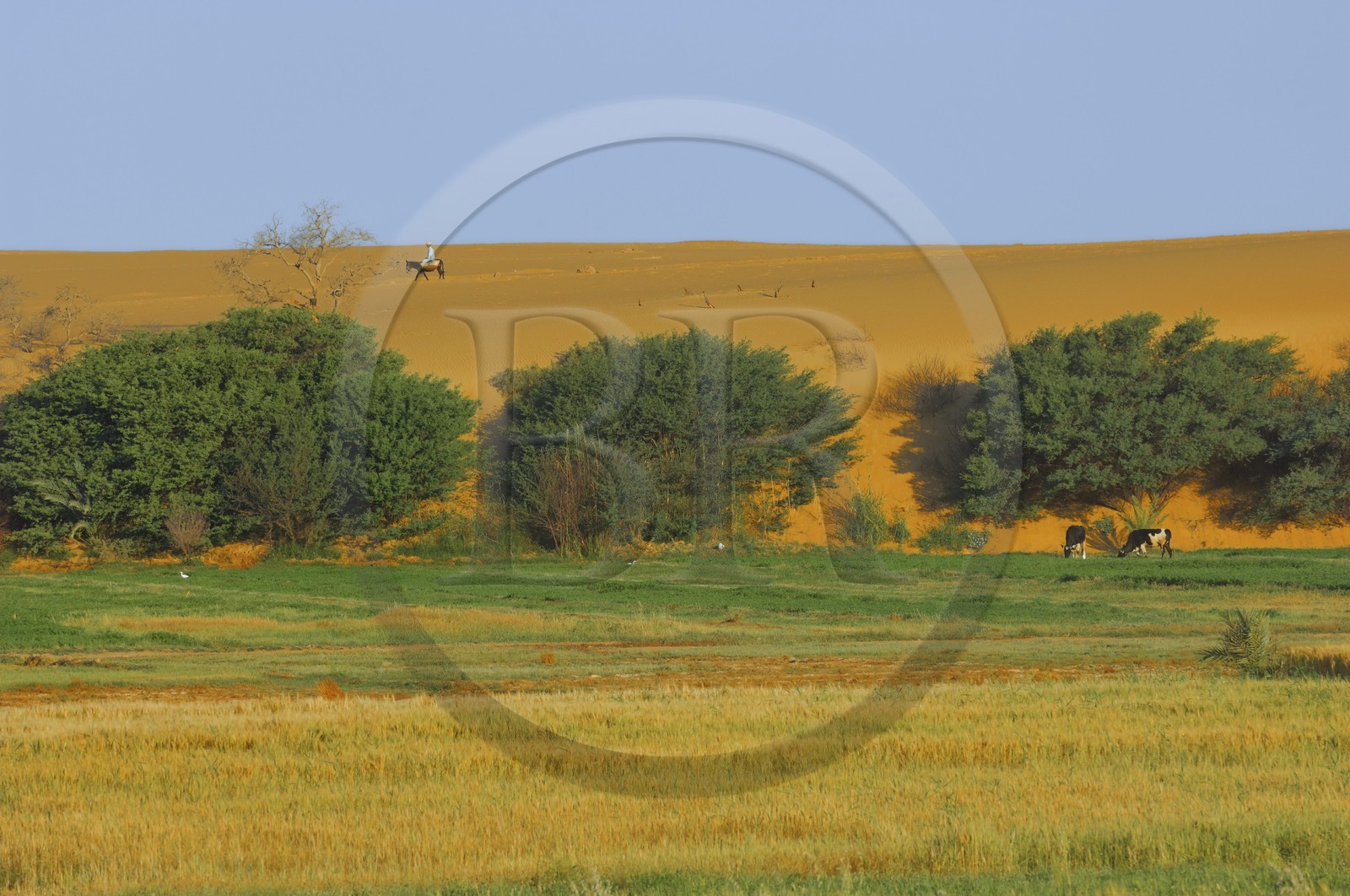 Egypte, désert libyque, oasis de Dakhla, travaux des champs