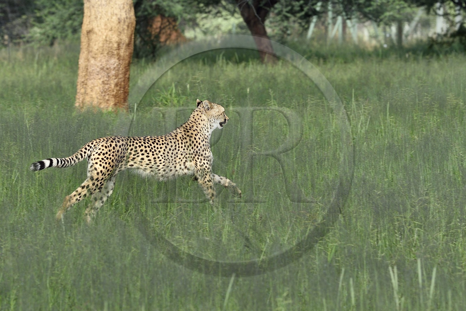 Namibie, Otjiwarongo, Cheetah Conservation Fund, centre de recherche et d'éducation, guépard (Acinonyx jubatus)