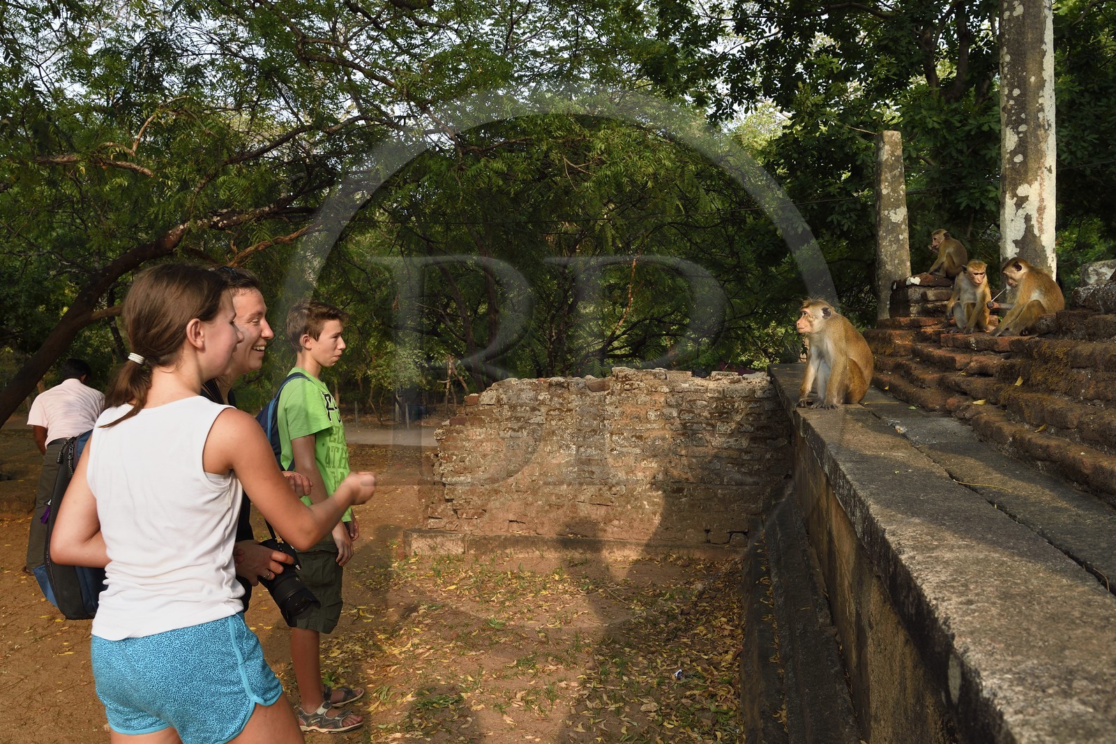 Sri Lanka, North Central province, Polonnaruwa, the former capital of the country (11th to 13th century) listed as World Heritage by UNESCO, terrace of the tooth's relic (Dala Maluwa), meeting with macaques