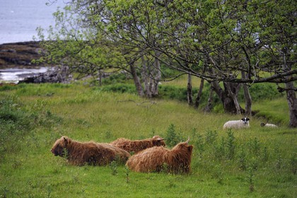 Royaume-Uni, Ecosse, Highland, Hébrides intérieures, Ile de Mull, vaches de race Highland