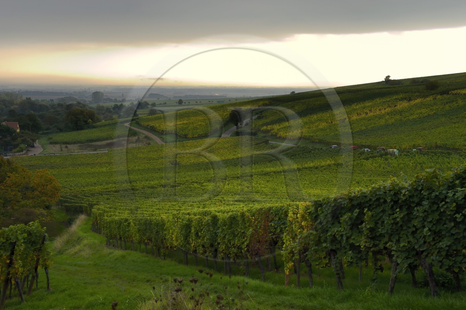France, Haut-Rhin (68), Route des Vins d'Alsace, Hunawihr, labellisé Les Plus Beaux Villages de France, le vignoble
