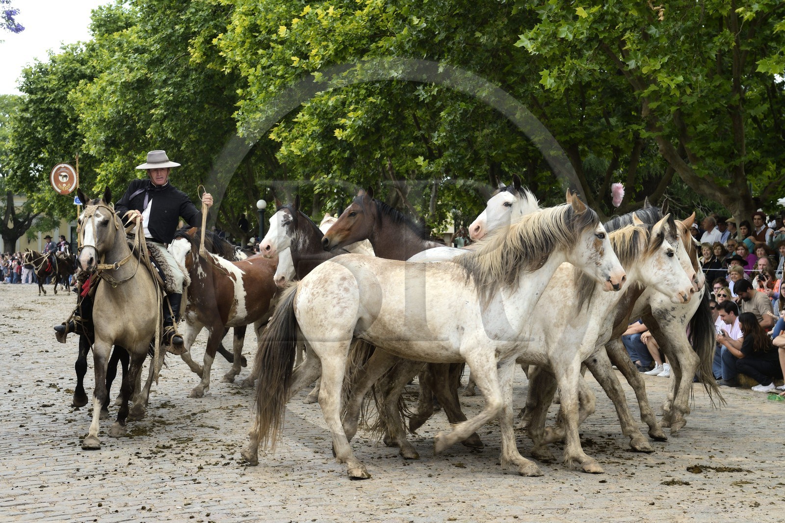 Argentine, province de Buenos Aires, San Antonio de Areco, fête du Jour de la Tradition (Dia de la Tradicion), gaucho présentant son troupeau de chevaux