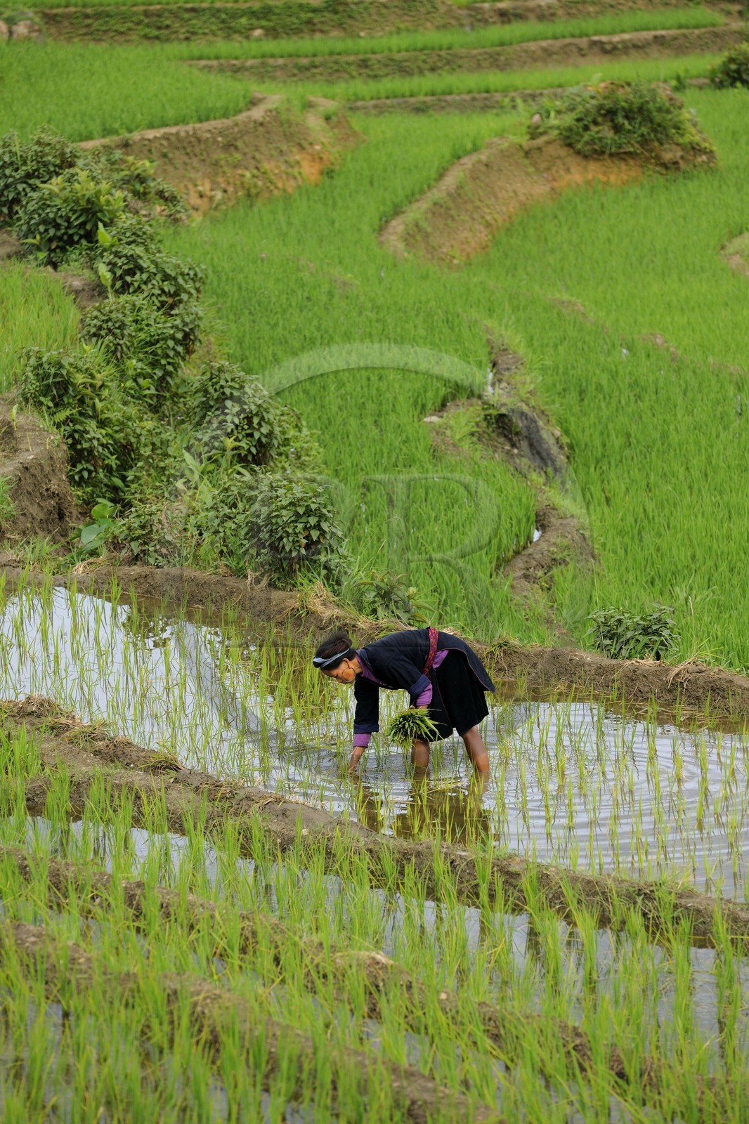 Vietnam, province de Lao Cai, région de Nord-Ouest de Sapa, femme de la minorité Hmong Bleu dans les rizières