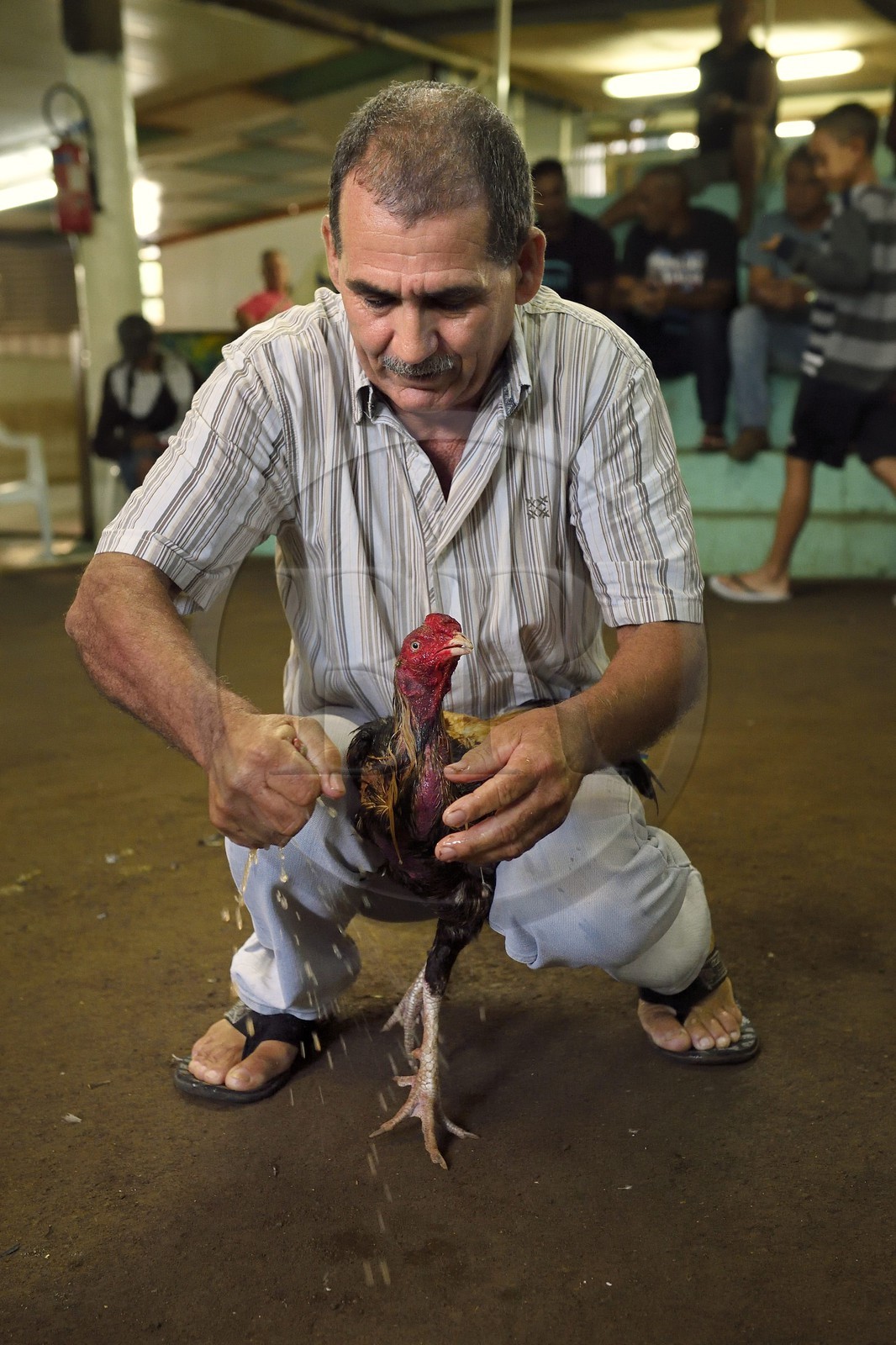 France, Ile de la Reunion, Petit Tampon, combat de coqs dans le Rond de Coq