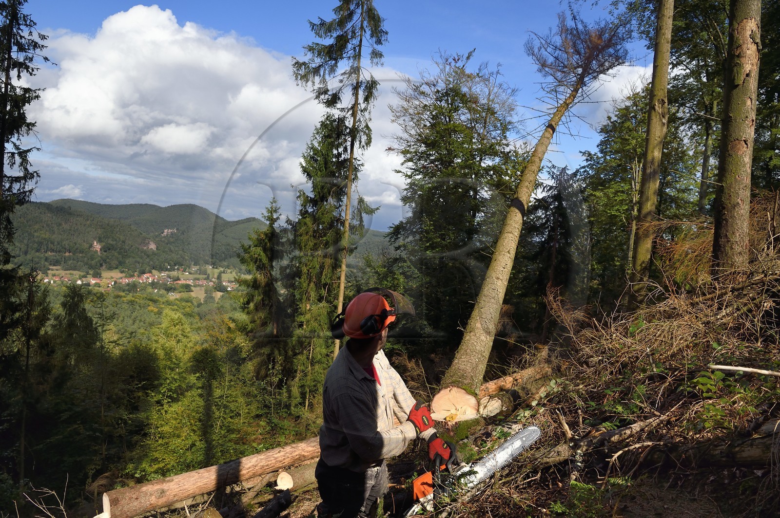 France, Bas-Rhin (67), Parc naturel régional des Vosges du Nord, Obersteinbach, foret domaniale de Steinbach, le bucheron Emmanuel Birgel coupant des épicéas malades atteints par des scolytes en contrebas des ruines du fortin de Wittschloessel