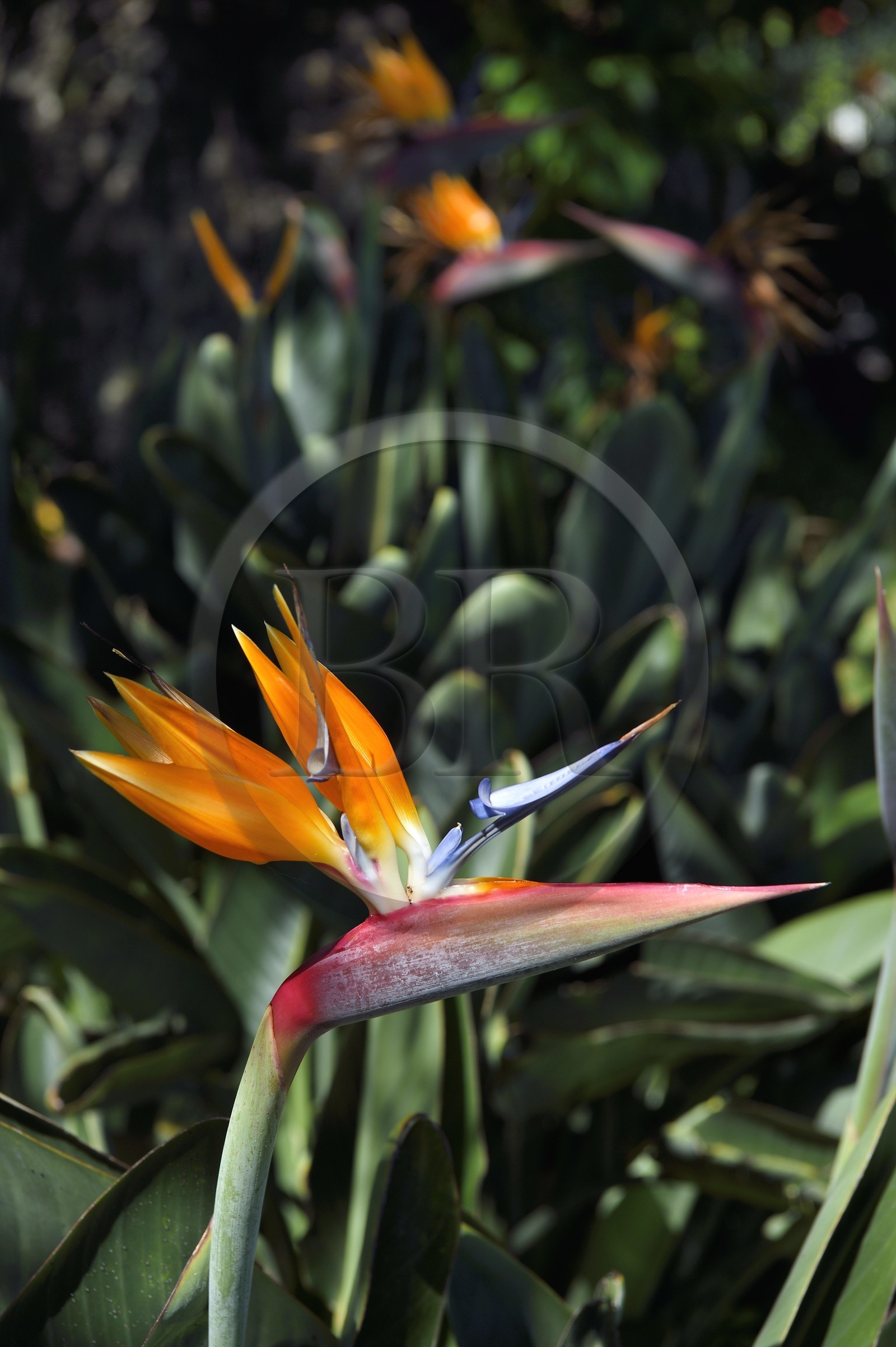 Portugal, Madeira Island, Funchal, Strelitzia reginae