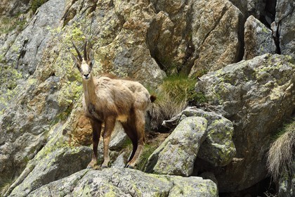 France, Alpes-Maritimes, national park of Mercantour, chamois (Rupicapra rupicapra) in the Madone de Fenestre valley