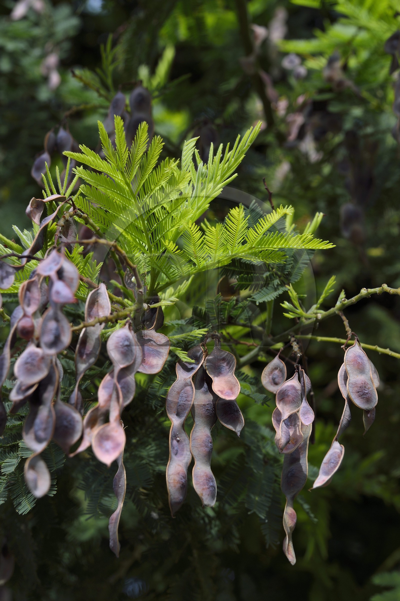 France, Var, Bormes les Mimosas, mimosa pods in early summer