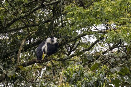 Rwanda, Province de l’Ouest, Gisakura, Parc national de Nyungwe, Colobe de Ruwenzori (Colobus angolensis ruwenzorii) pendant un safari à pied dans la forêt tropicale humide naturelle
