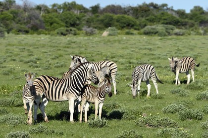 Namibia, Oshikoto region, Etosha National Park, Burchell's zebras (Equus burchellii)
