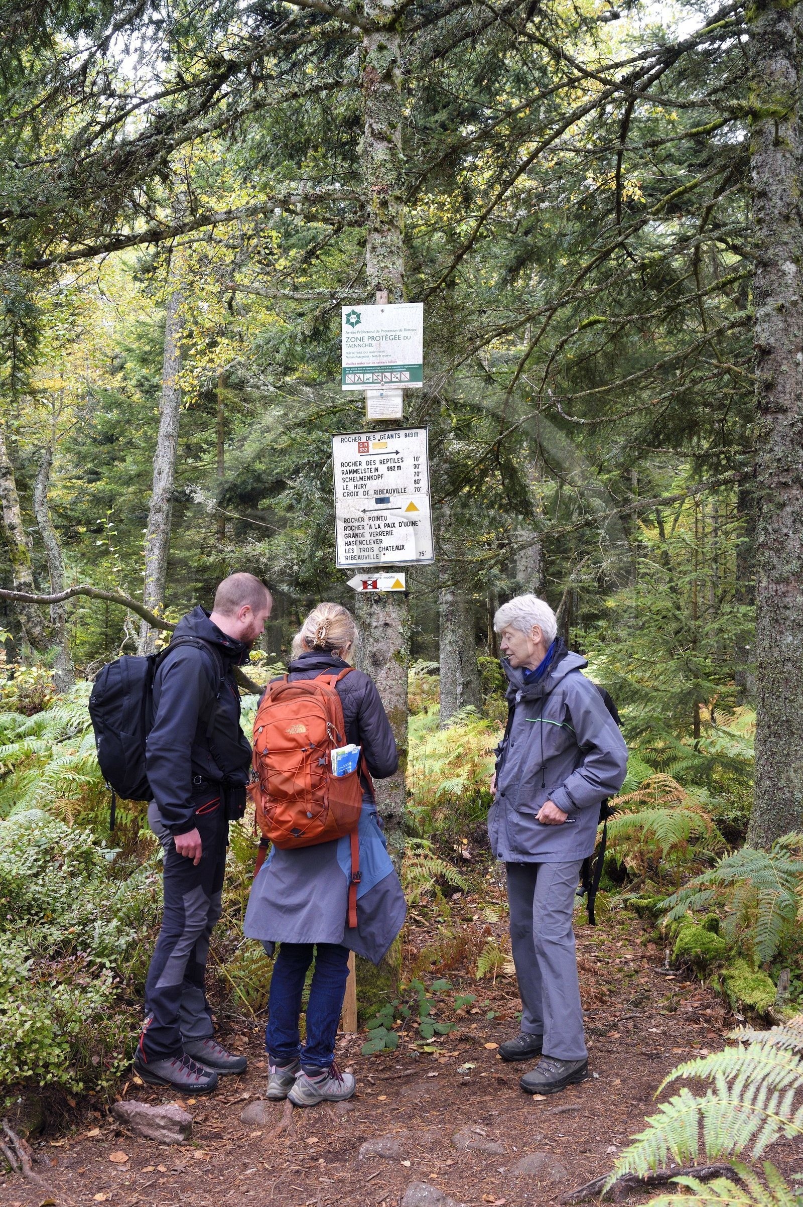 France, Haut-Rhin (68), Thannenkirch, randonnée dans le massif du Taennchel, panneau d'orientation du GR 532