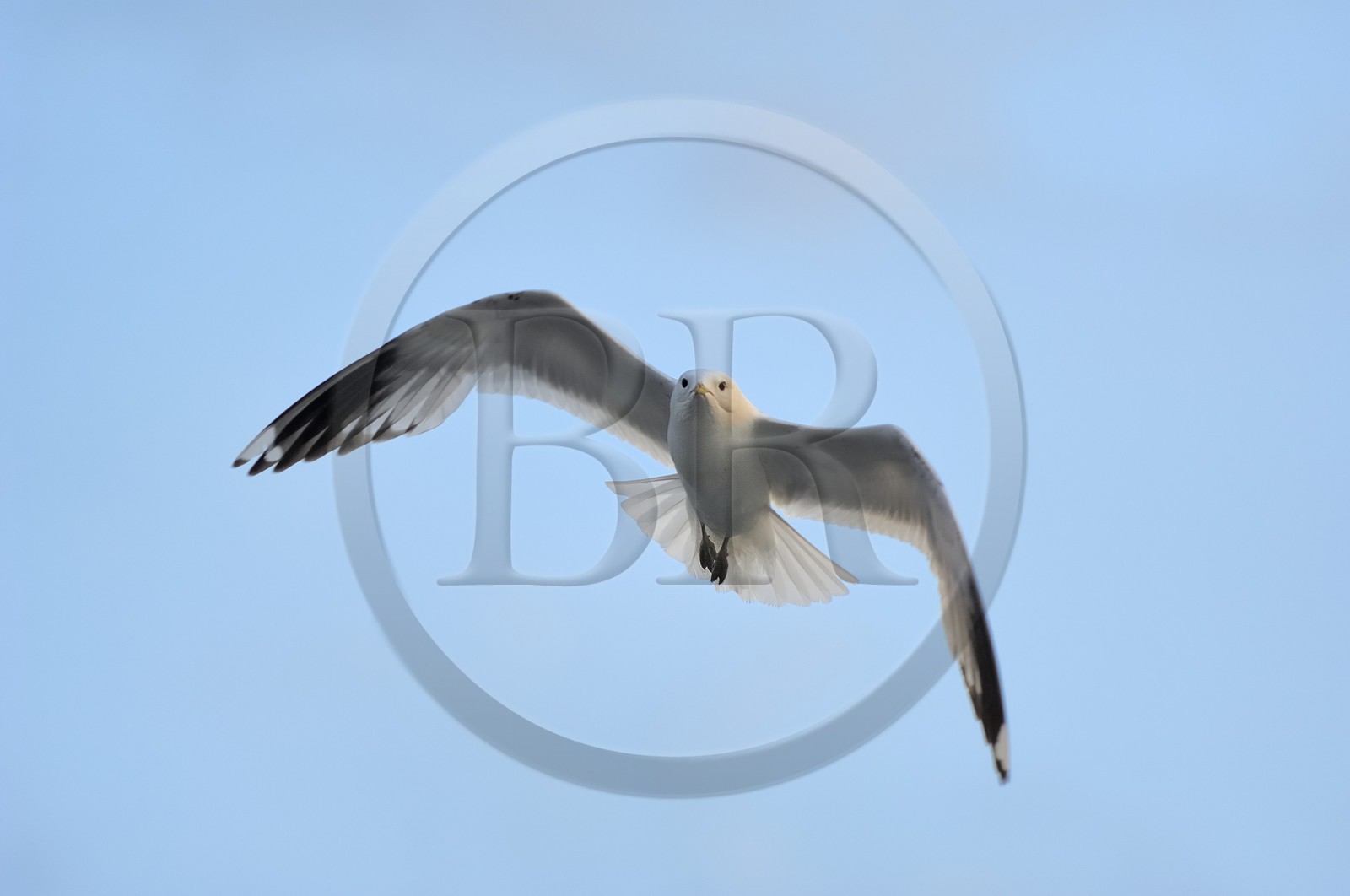 Norvège, Hordaland, Bergen, mouette