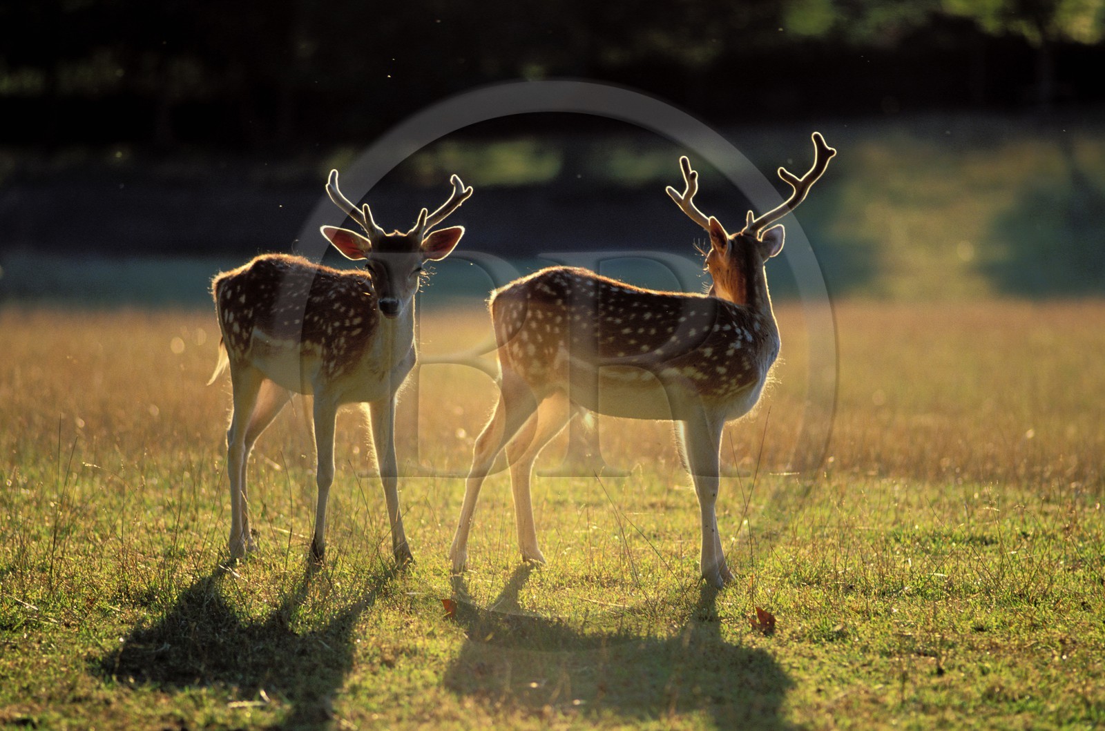 France, Gers (32), des daims