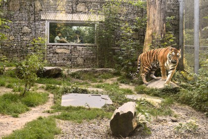 France, Haut Rhin, Mulhouse, botanical and zoological park, Siberian tiger (Panthera tigris altaica) also known as the Amur tiger