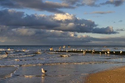 France, Calvados (14), Pays d'Auge, la côte Fleurie, Cabourg, goélands sur la plage de la station balnéaire