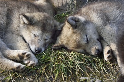 Groenland, cote ouest, baie de Baffin, Upernavik, jeunes chiens de traineau