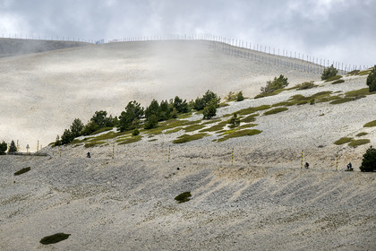 France, Vaucluse (84), Parc Naturel Régional du Mont Ventoux, Bedoin, ascension à vélo du Mont Ventoux par la route D974 sur le versant sud vers le sommet, pierriers tapissés ici et là de genévriers nains