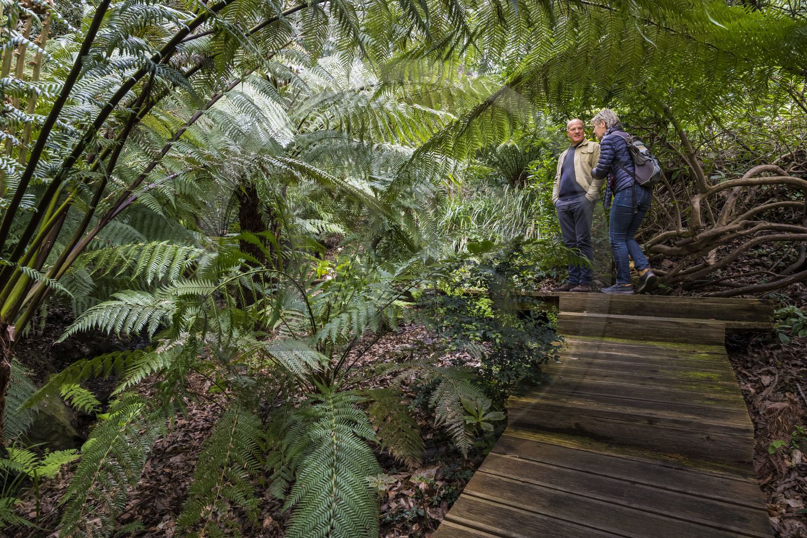 France, Côtes-d'Armor (22), Plouguiel, le Jardin botanique du Kestellic, classé jardin remarquable, Guirec Maréchal Riou