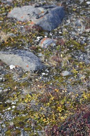 Groenland, cote ouest, Baie de North Star, Dundas (Thulé), toundra