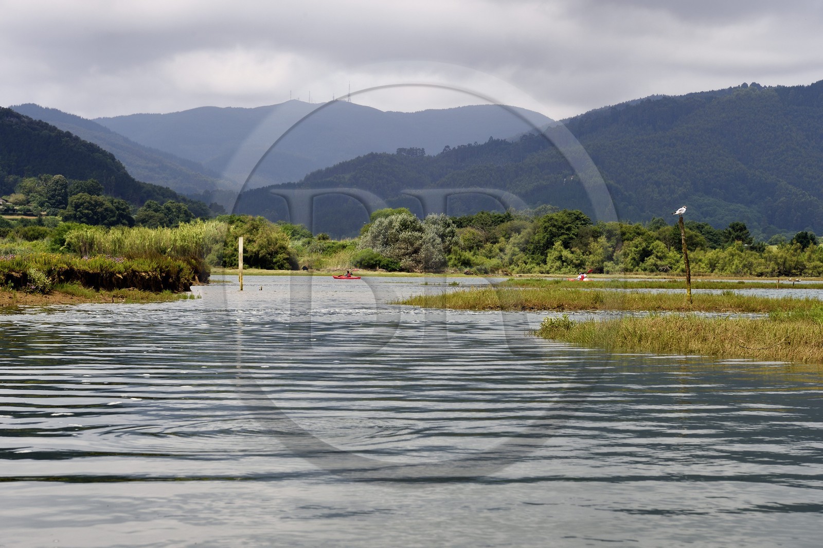 Espagne, Pays basque espagnol, Biscaye, région de Gernika-Lumo, Réserve de biosphère d'Urdaibai, remontée en kayak de l'estuaire du fleuve Oka