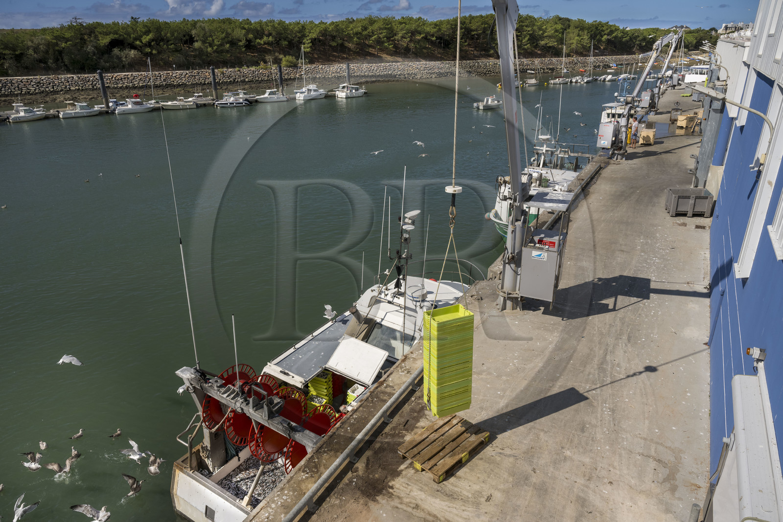 France, Vendée (85), Saint-Gilles-Croix-de-Vie, bateau à quai à la criée du port de pêche