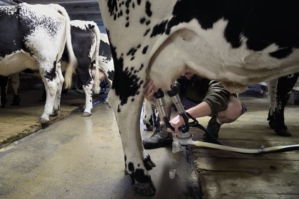 France, Haut-Rhin (68), Kruth, ferme auberge marcaire du Schafert, la traite des vaches vosgiennes