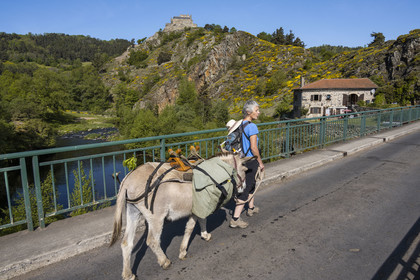 France, Haute-Loire (43), Goudet, Beaufort castle built around 1200 overlooks the Loire Valley, hiking with a donkey on the Robert Louis Stevenson Trail (GR 70)
