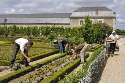 France, Indre-et-Loire (37), vallée de la Loire classée Patrimoine Mondial de l'UNESCO, les jardins à la française du château de Villandry, propriété d'Angélique et Henri Carvallo