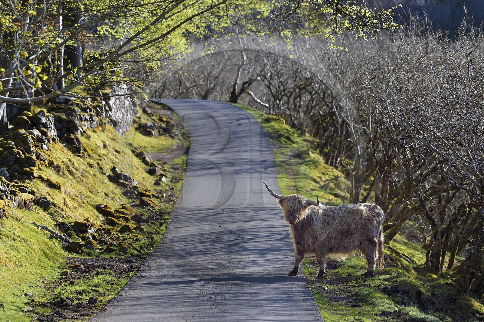 United Kingdom, Scotland, Highland, Inner Hebrides, Isle of Mull, Highland cow