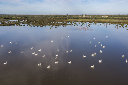 France, Gard (30), la Petite Camargue vers Aigues-Mortes, cygnes blancs et envol de flamants roses (Phoenicopterus roseus) (vue aérienne) France, Gard, the Petite Camargue towards Aigues-Mortes, white swans and flight of pink flamingos (Phoenicopterus roseus) (aerial view)