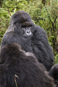 Rwanda, Province du Nord, Parc National des Volcans dans la chaine des Monts Virunga, mont Karisimbi, gorille des montagnes (Gorilla beringei beringei), dos argenté (silverback) nommé Impuzamahanga qui est le male dominant du groupe Susa