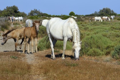 France, Bouches du Rhone, Parc naturel regional de Camargue (Regional Natural Park of Camargue), around Malagroy pond, manade Jacques Mailhan, Camargue horses