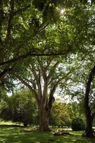 Sri Lanka, center province, Kandy, Peradeniya Botanical Garden