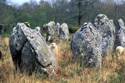 France, Morbihan, sheep in the Megaliths of Carnac