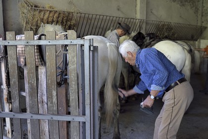 France, Bouches du Rhone, Parc naturel regional de Camargue (Regional Natural Park of Camargue), Mas du Menage, manade Saint Antoine (Cauzel), the horses are brushed, saddled, clamped