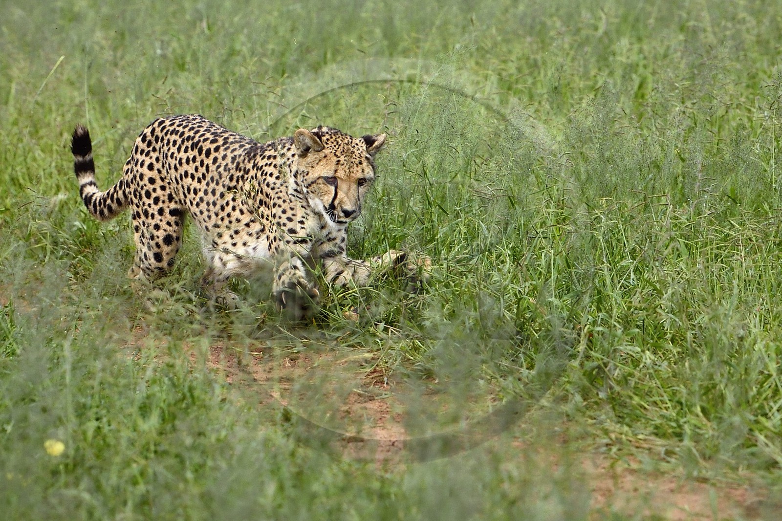 Namibie, Otjiwarongo, Cheetah Conservation Fund, centre de recherche et d'éducation, guépard (Acinonyx jubatus) chassant un leurre pour lui donner de l'exercice et garder la forme