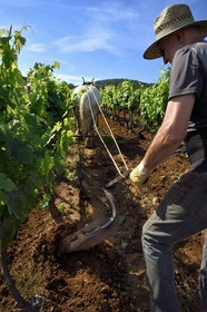 France, Var (83), Presqu'Ile de Saint-Tropez, Gassin, domaine de la Rouillère, Jean-Louis et Christine Calla décavaillonnent une parcelle de vigne avec leur jument percheronne et une charrue