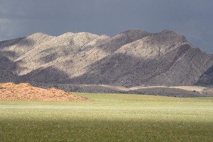 Namibie, région de Erongo, désert du Namib en bordure du parc national Namib Naukluft