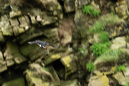 Royaume-Uni, Ecosse, les Shetland, Macareux moine