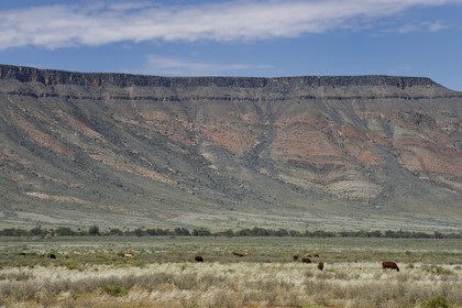 Namibie, région de Hardap, désert du Namib à l'Est du parc national Namib Naukluft dans le massif de Zaris, troupeau de vaches