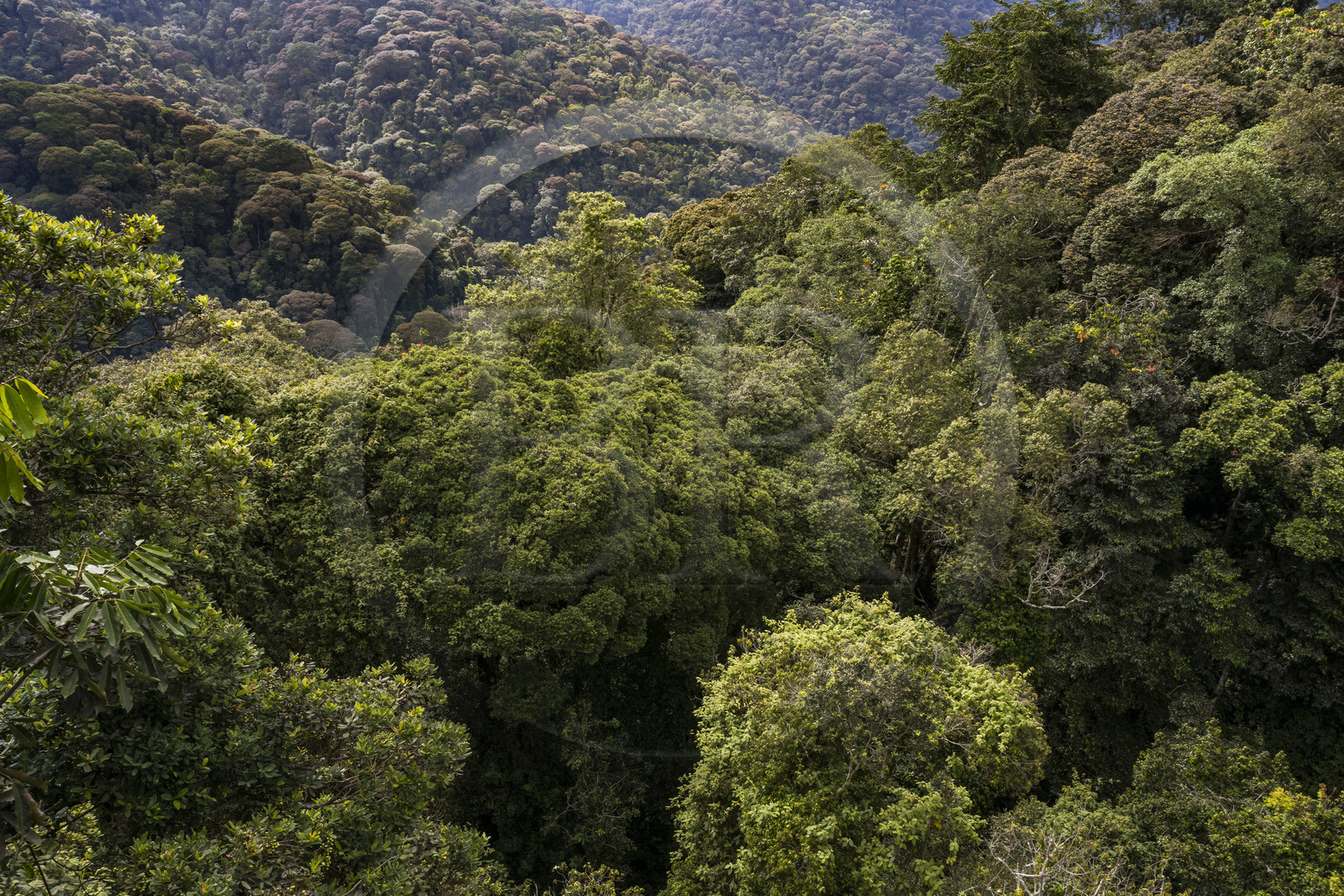 Rwanda, Province de l’Ouest, Colline Ibanda à Uwinka, Parc national de Nyungwe, la canopé vue depuis le Canopy walkway dans la forêt tropicale