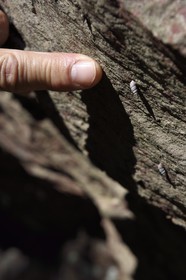France, Alpes Maritimes, Mercantour Massif, Gorges of Cians, endemic gastropod of the gorge solatopupa cianesi