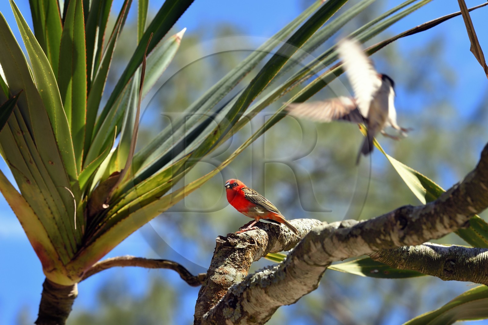 France, Ile de la Reunion, Parc national de La Réunion, classé Patrimoine Mondial de l'UNESCO, Sainte-Rose, anse des Cascades, foudi rouge (Foudia madagascariensis) aussi appelé cardinal