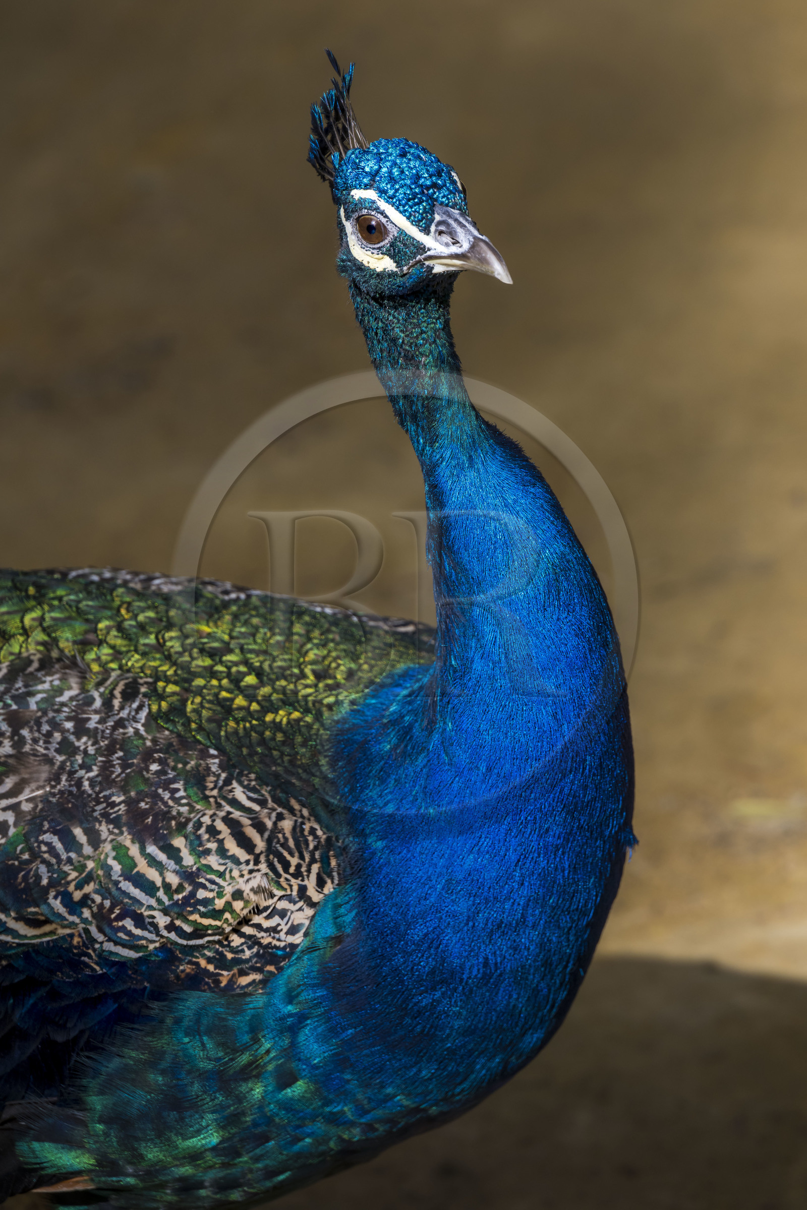 Espagne, Andalousie, Séville, Alcazar de Séville (Reales Alcazares de Sevilla), classé Patrimoine Mondial de l'UNESCO, paon dans les jardins