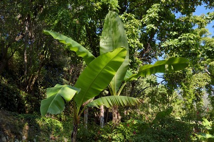 France, Alpes-Maritimes (06), Menton, le domaine de la Citronneraie créé par François Mazet et son jardin d'agrément dédié aux plantes tropicales, bananiers (Musa)