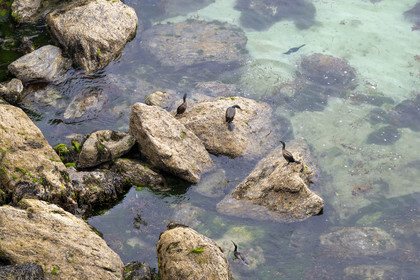 France, Morbihan (56), Ile de Groix, la réserve naturelle Francois Le Bail de la Pointe de Pen-Men, cormorans sur les rochers