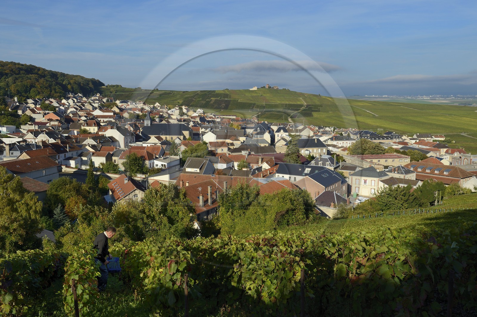 France, Marne (51), parc régional de la Montagne de Reims, Verzenay et son moulin à vent perché au sommet d'une butte surplombant les vignobles de Champagne